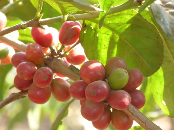Ethiopian Coffee Dry Processed Arabica Nespresso