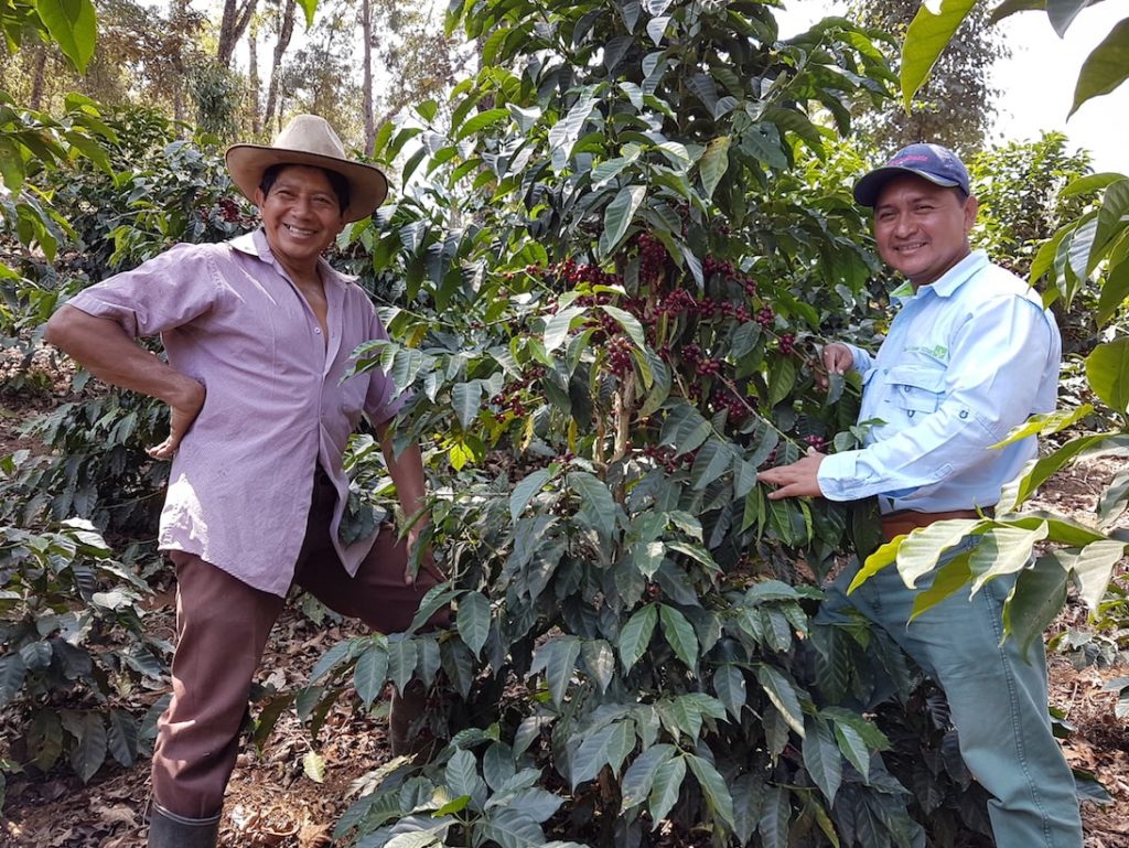 Guatemala green coffee