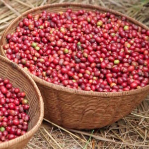 Burundi coffee cherries