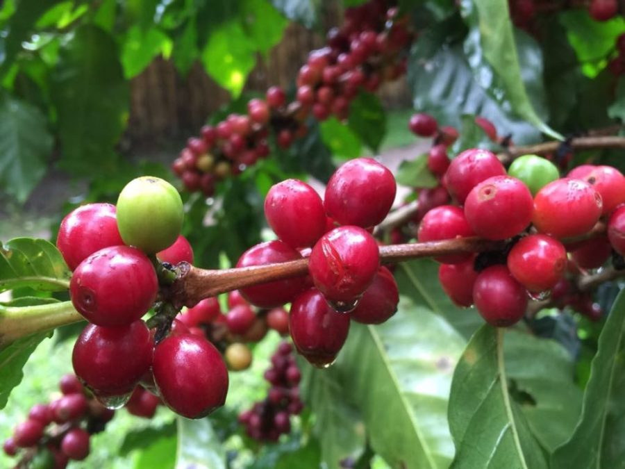 Meet Our 15 Guatemala Spot Coffees (Because April is 5 Months Away)