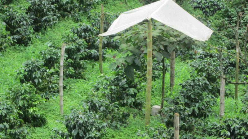 Colombia Tolima Organic Interamerican Coffee