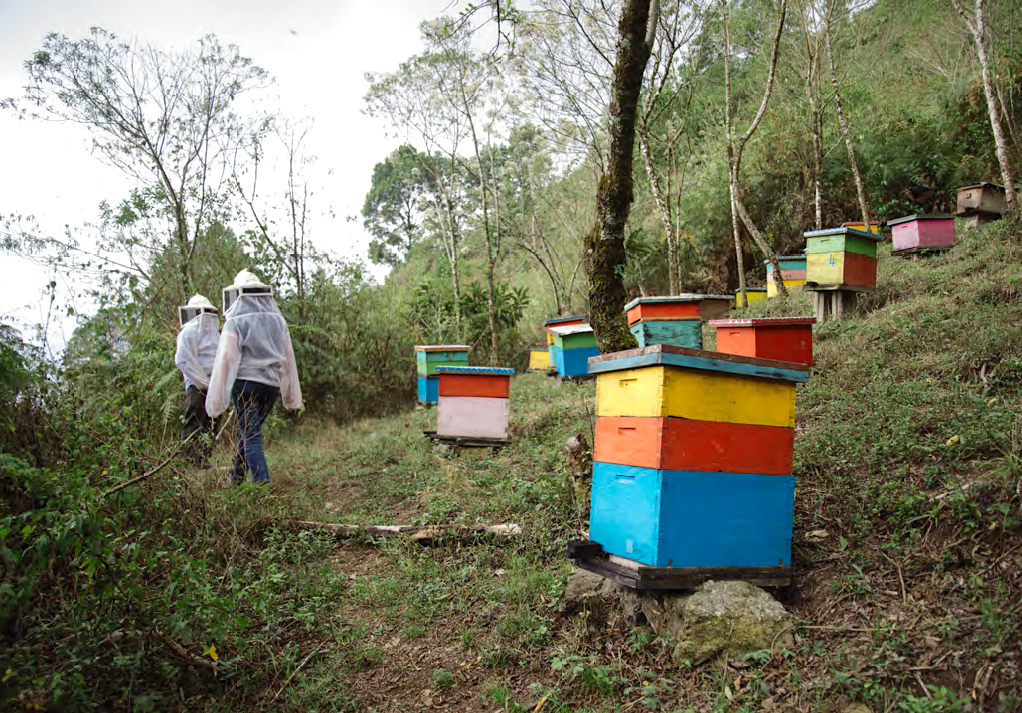 Responses To The C Market Interamerican Coffee