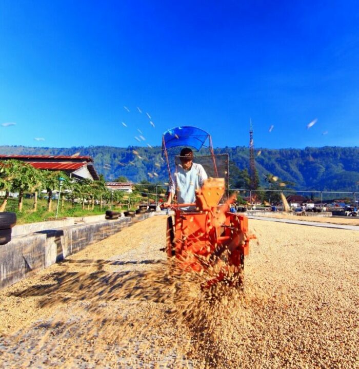 Drying coffee on Blawan Estate