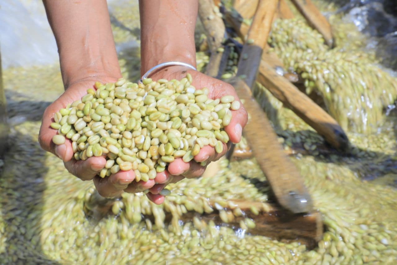 ethiopia-yirgacheffe-g2-and-organic-rainforest-alliance-interamerican